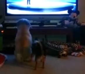 El perro que prefiere ver la televisión antes que jugar con su amigo