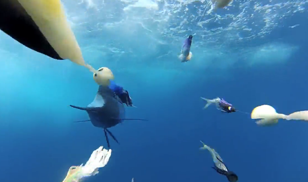 Un pez vela persiguiendo el cebo