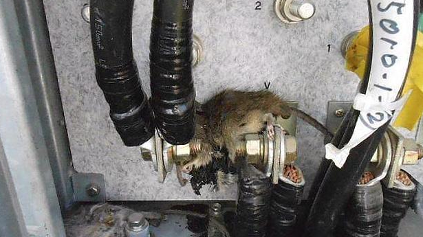 Lo que sucede cuando una rata se aloja en tu coche