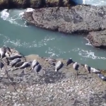 Trolleando a las focas que tan a gusto estaban descansando al sol