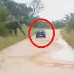 Un elefante embiste y vuelca el coche de unos turistas durante un safari en Sudáfrica