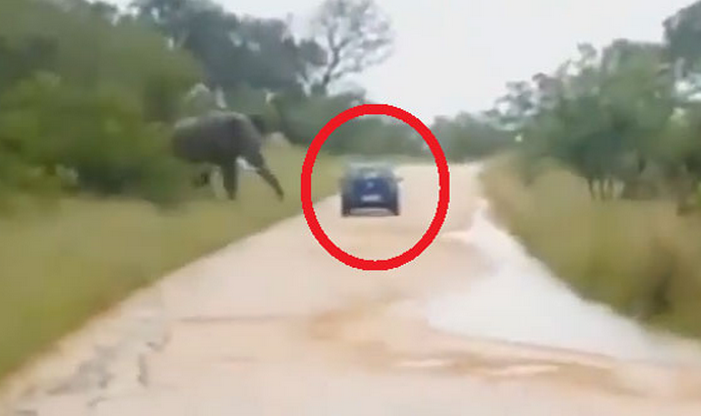 Un elefante embiste y vuelca el coche de unos turistas durante un safari en Sudáfrica