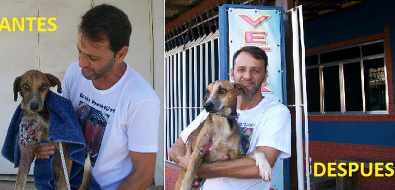 Wilson Martins, el hombre que salvó al pit bull, salva a un perro que estaba siendo comido vivo por los bichos