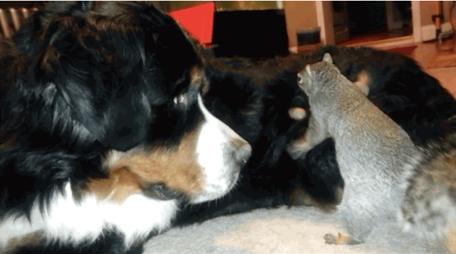Una ardilla intenta esconder una nuez en el pelaje de un perro Boyero de Berna