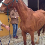 Sale a la luz el estado de desnutrición de los caballos de José María Gil Silgado, novio de la ex Miss España María Jesús Ruiz