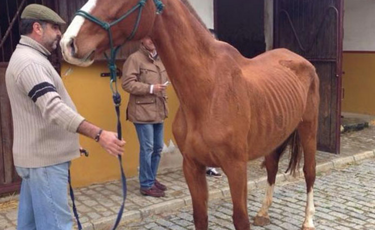 Sale a la luz el estado de desnutrición de los caballos de José María Gil Silgado, novio de la ex Miss España María Jesús Ruiz