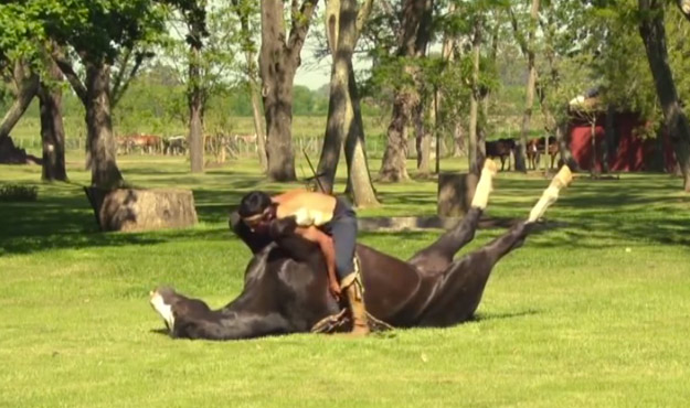 Doma india, caballo amansado sin ningún tipo de castigo físico