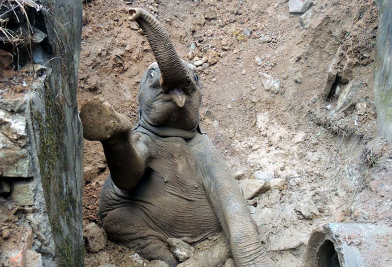 Un elefante bebé que cayó a un hoyo es rescatado por los pasajeros de un tren en la India