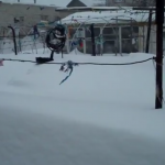 Gato volviendo a casa a través de mucha nieve