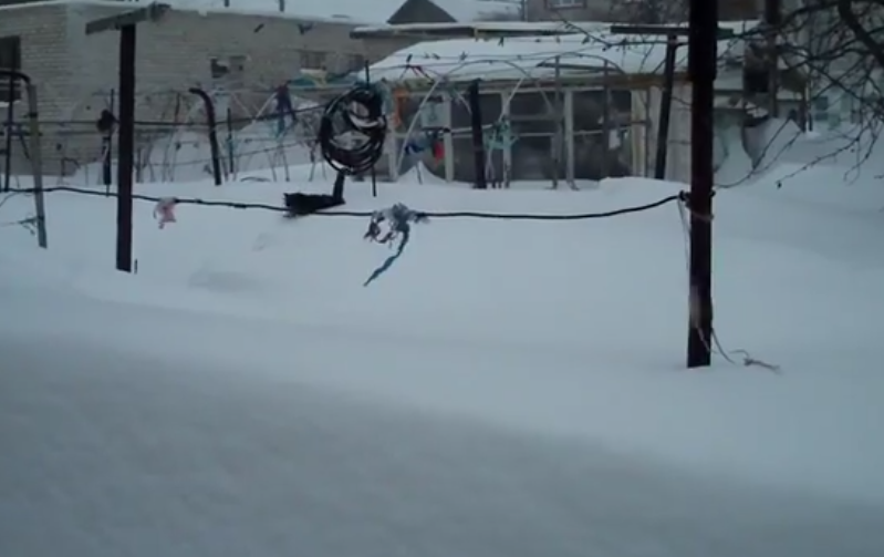 Gato volviendo a casa a través de mucha nieve