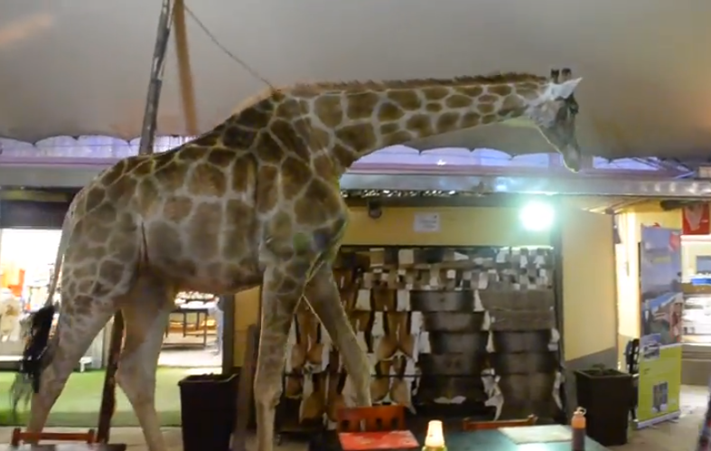Cosas de Sudáfrica, estar en el restaurante de una reserva natural y que aparezca una jirafa