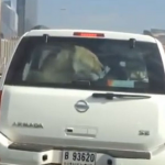 Una mujer graba en Dubai a un conductor que llevaba un león encerrado dentro del maletero de su coche