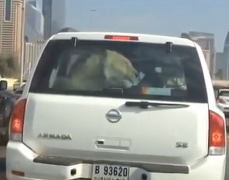 Una mujer graba en Dubai a un conductor que llevaba un león encerrado dentro del maletero de su coche
