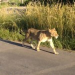 Leona ataca a un león para proteger a su cachorro