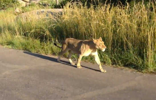 Leona ataca a un león para proteger a su cachorro