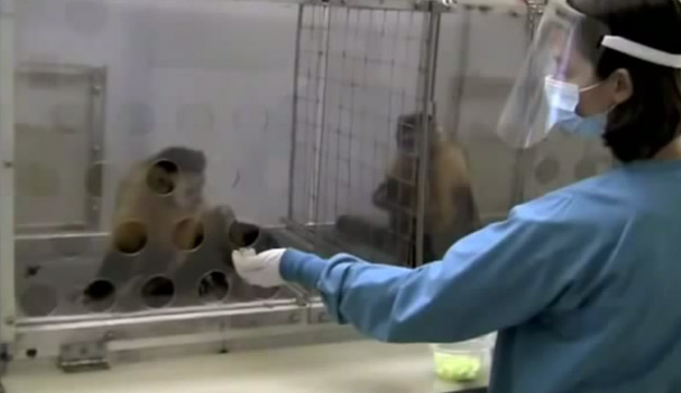 A dos monos se les paga desigualmente por la misma acción y atención a su reacción