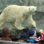 Un oso polar muere en un zoológico alemán después de comer el abrigo y el bolso que dejó caer un visitante