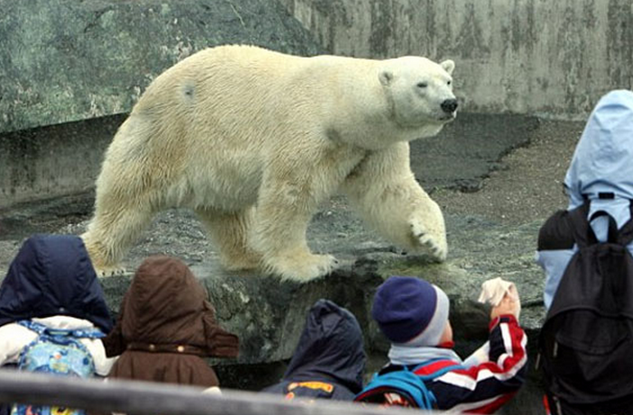 Un oso polar muere en un zoológico alemán después de comer el abrigo y el bolso que dejó caer un visitante