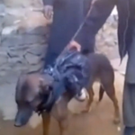 Colonel, el perro militar capturado por los talibanes en Afganistán