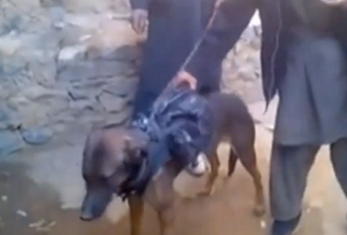 Colonel, el perro militar capturado por los talibanes en Afganistán