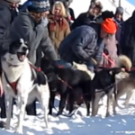 Un perro super emocionado antes de empezar una carrera de trineos