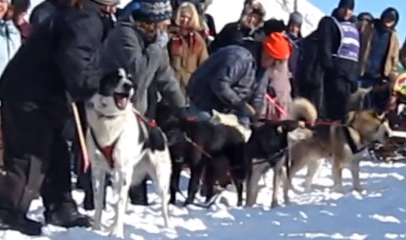 Un perro super emocionado antes de empezar una carrera de trineos