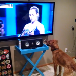 George, el Golden Retriever al que le encanta ver el tenis en la televisión