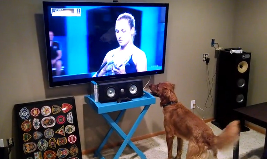 George, el Golden Retriever al que le encanta ver el tenis en la televisión