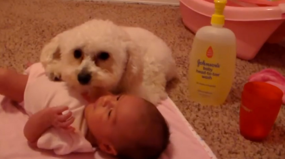 Perro protegiendo al bebé del secador del pelo