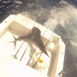 Un pez vela salta dentro del barco y los pescadores saltan al agua