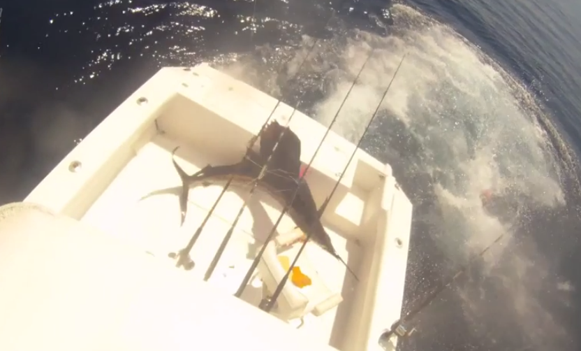 Un pez vela salta dentro del barco y los pescadores saltan al agua