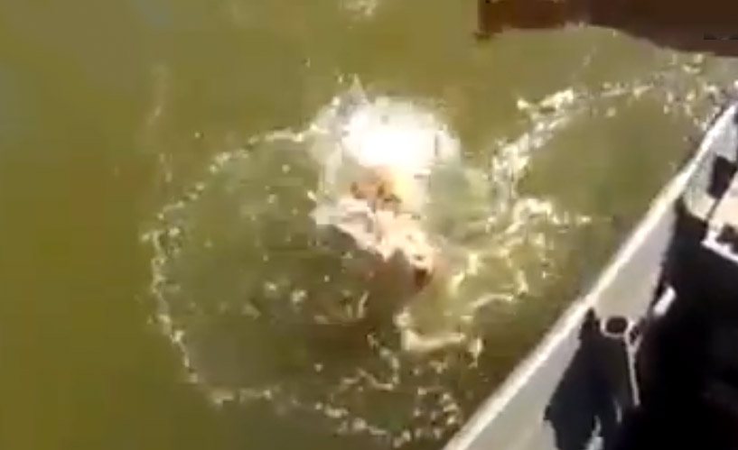 Las pirañas devoran el pez que acaba de pescar antes de sacarlo del agua