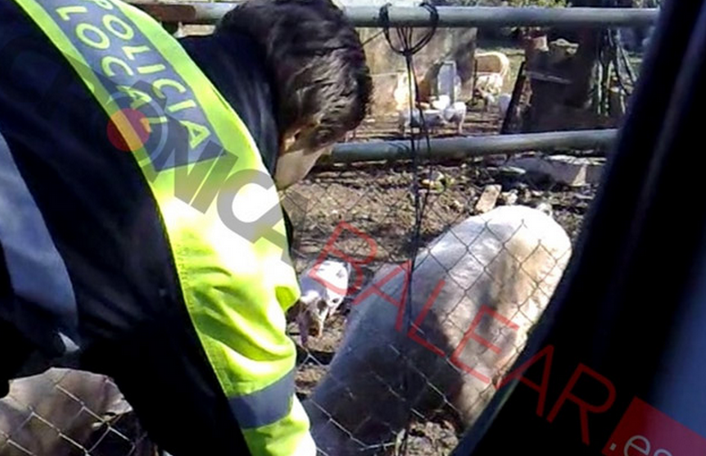 Un vídeo destapa cómo un policía local rociaba spray a una manada de cerdos