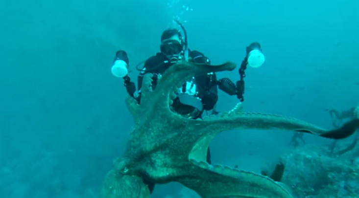 Un pulpo gigante del Pacífico al que no le gusta ser fotografiado la toma con un submarinista