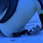 El vídeo más emocionante jamás visto: El duelo de unos pingüinos después de morir su cría