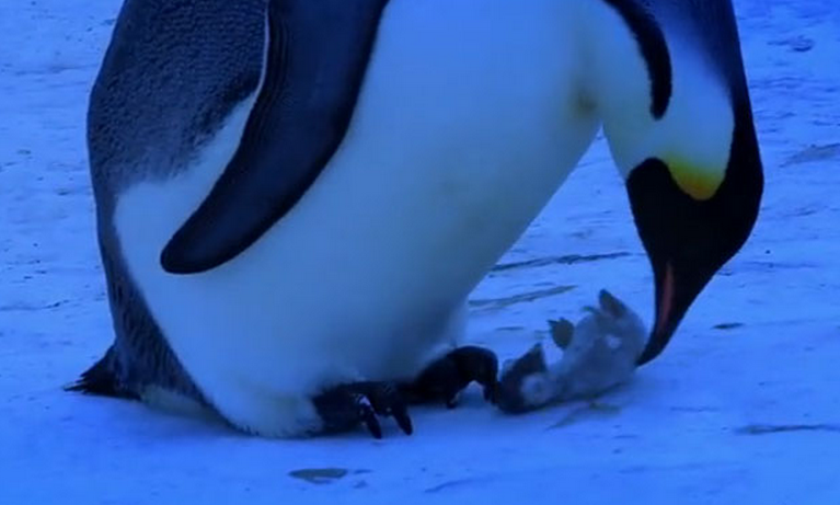 El vídeo más emocionante jamás visto: El duelo de unos pingüinos después de morir su cría