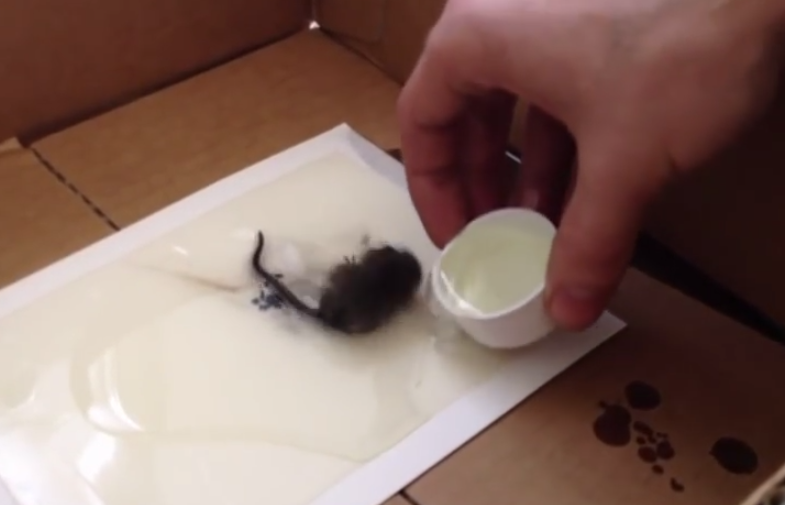 Cómo rescatar a un ratón de una trampa de pegamento