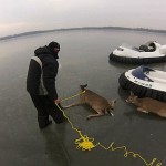 Un padre y un hijo rescatan con un hovercraft a unos ciervos atrapados en el hielo