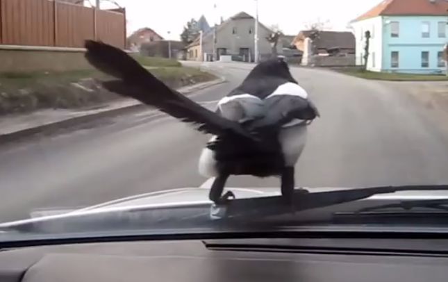 La urraca que prefiere ir en coche en vez de ir volando