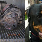 SALVADO DE LA EUTANASIA: La impresionante transformación del Rottweiler Tiny