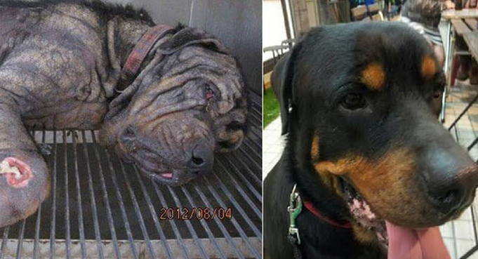 SALVADO DE LA EUTANASIA: La impresionante transformación del Rottweiler Tiny