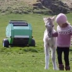 Un potro rescatado entabla una insólita amistad con una niña