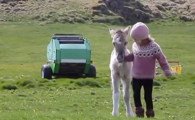 Un potro rescatado entabla una insólita amistad con una niña