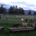 Cabras jugando al juego ''el suelo es lava''