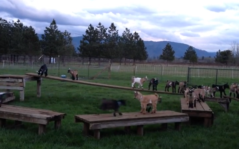 Cabras jugando al juego ''el suelo es lava''