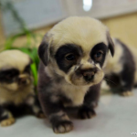 Nacen en China unos cachorros de perro con aspecto de osos panda