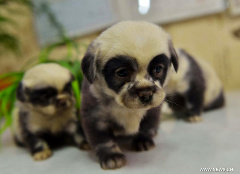 Nacen en China unos cachorros de perro con aspecto de osos panda