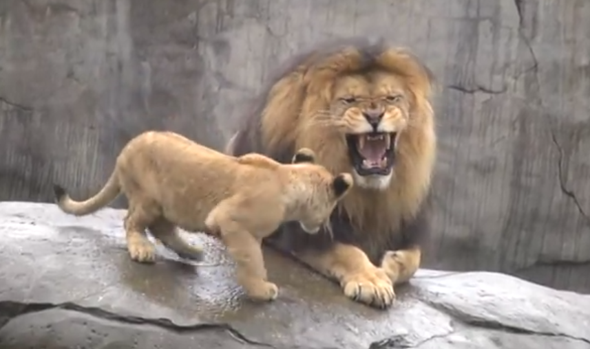 Cachorros de león conocen a su padre por primera vez y no hacen más que incordiarlo