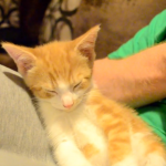 Adorable: El sueño le gana la batalla a este gatito