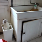 El gato que no entiende que no puede subirse a un cubo vacío para subir al fregadero